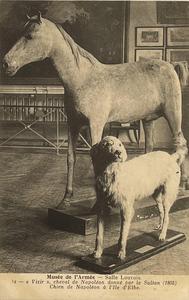 Vizir et Chien de Napoléon à l'Ile d'Elbe.
