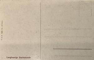 Teckels de pelo largo — back