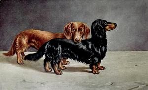 Teckels de pelo largo