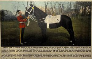 Jennie the old drum horse